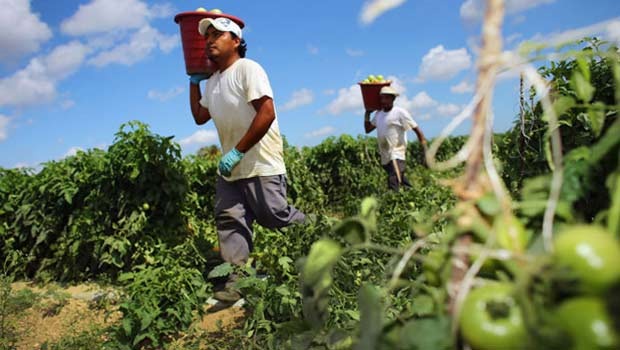 El empleo de inmigrantes extranjeros en la agricultura:  Un desafío para la coyuntura y el debate en la reforma migratoria